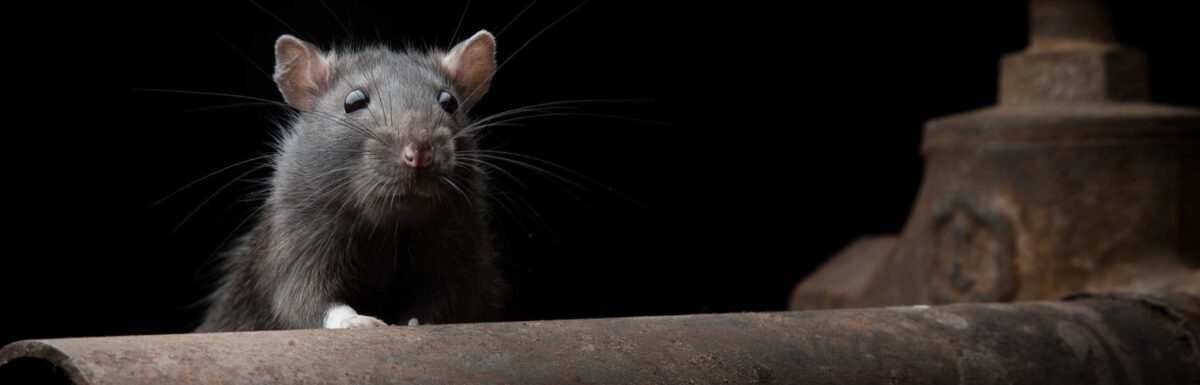 Patkány ellen: ami működik, és ami nem
